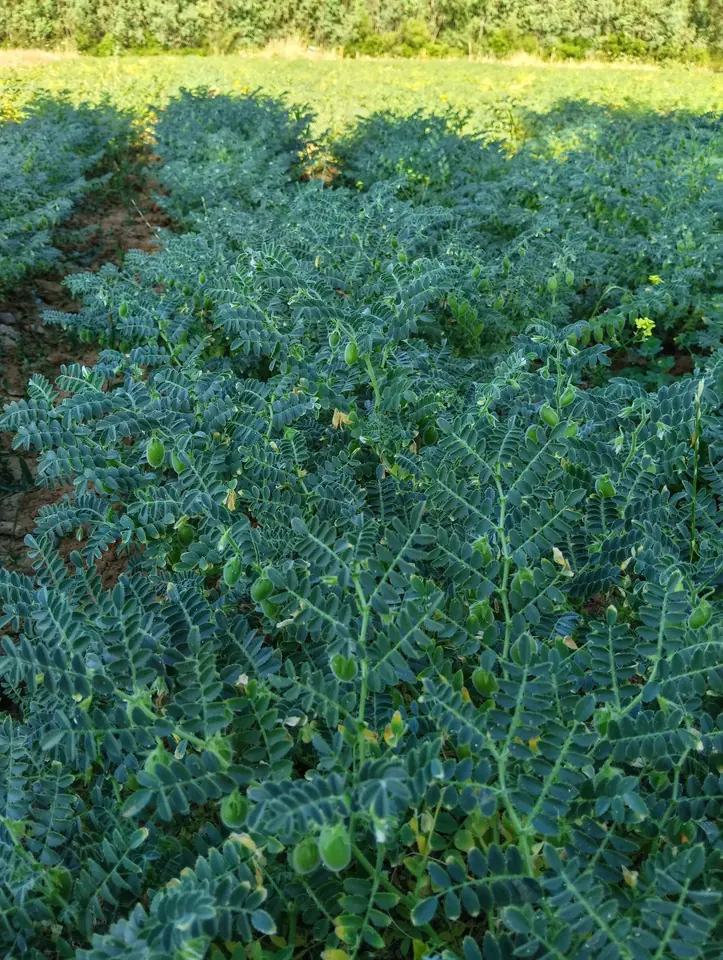 Campo di ceci in piena vegetazione, con i baccelli verdi ancora sulla pianta