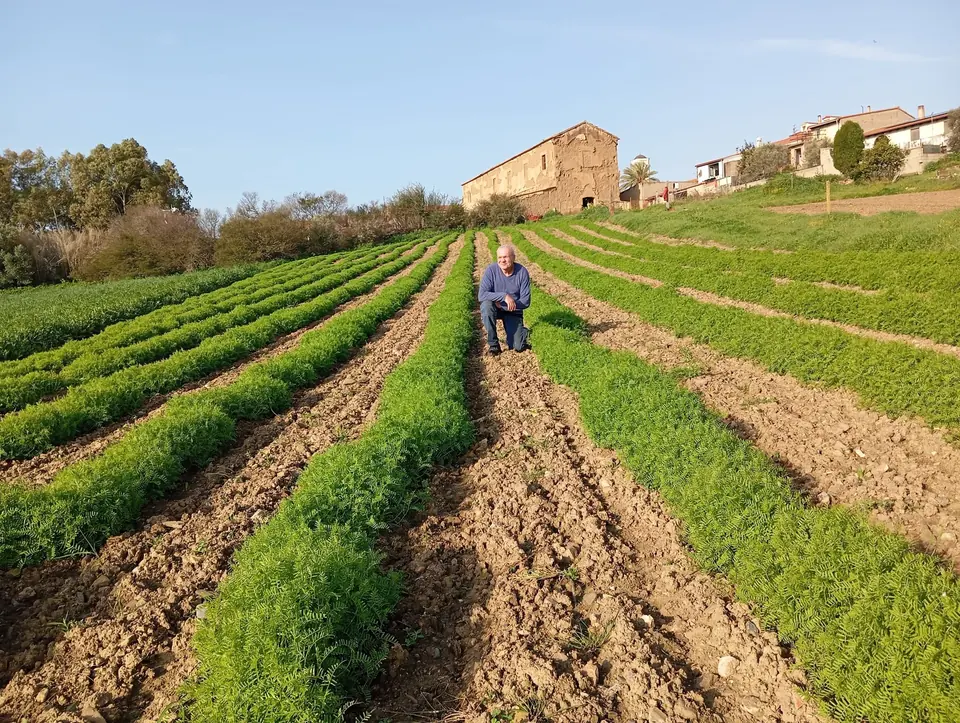 Agricoltore custode davanti al raccolto di ceci